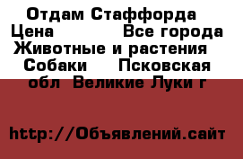 Отдам Стаффорда › Цена ­ 2 000 - Все города Животные и растения » Собаки   . Псковская обл.,Великие Луки г.